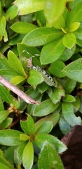 Urochela luteovaria