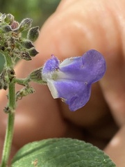 Salvia thyrsiflora