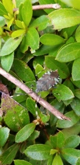 Urochela luteovaria