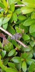 Urochela luteovaria