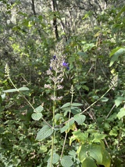 Salvia thyrsiflora