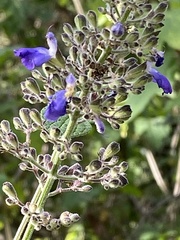 Salvia thyrsiflora