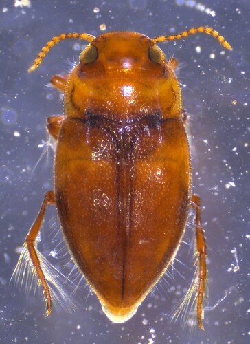 Neoclypeodytes discretus