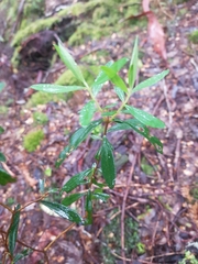 Pimelea drupacea