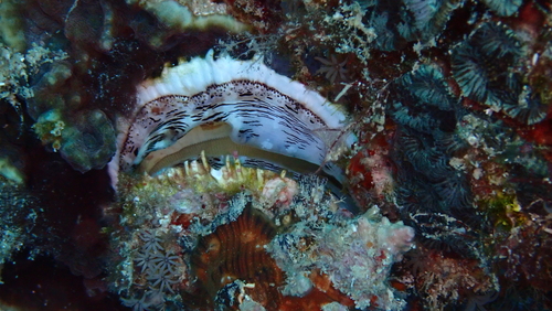 Spondylus sinensis, 2025-09-15
