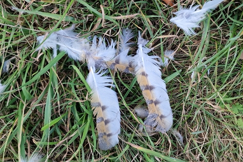 View observation of {o.common_name} on iNaturalist