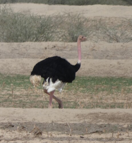 North African Ostrich