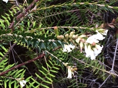 Epacris obtusifolia