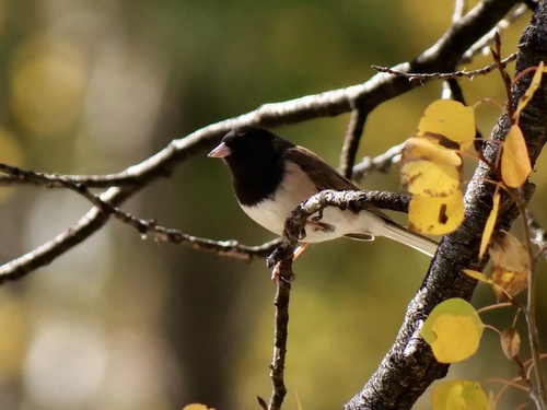 iNaturalist observation photo of Dark-eyed Junco