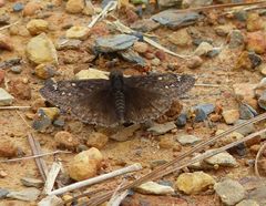 Erynnis juvenalis juvenalis