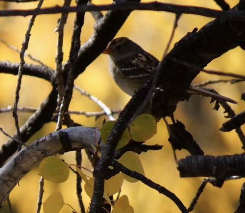 iNaturalist observation photo of White-crowned Sparrow