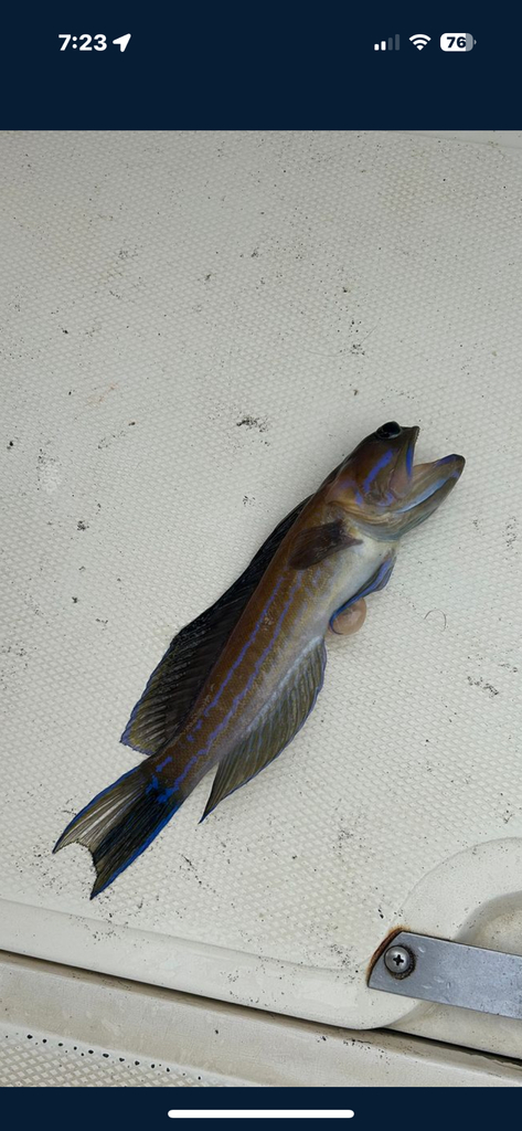 Sailfin Jawfish