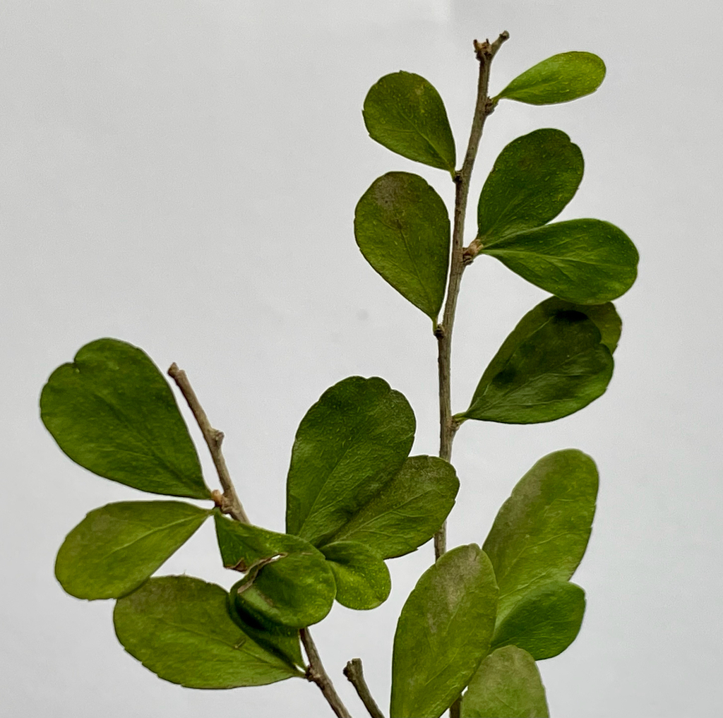 Cayman Casearia