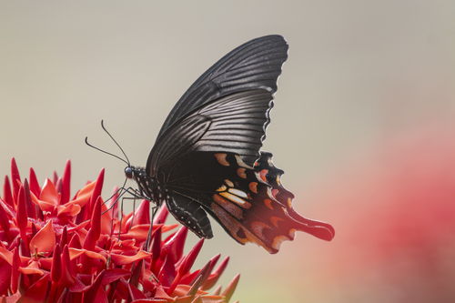Common Mormon Swallowtail