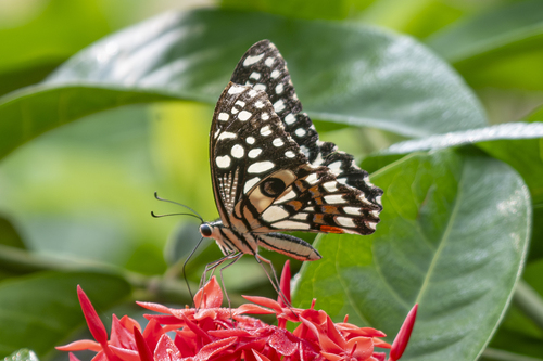 Lime Swallowtail