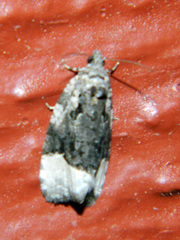 Apotomis funerea