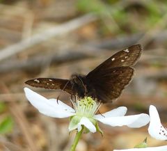 Erynnis juvenalis juvenalis