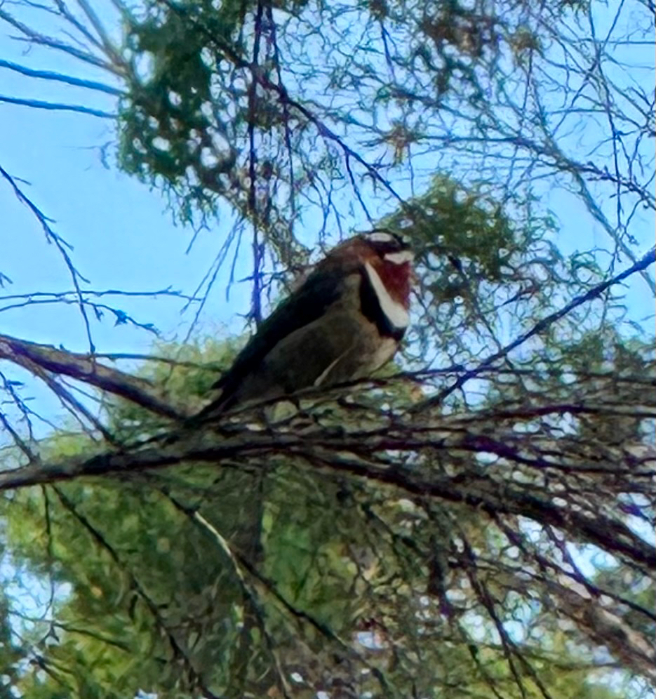 Western Spinebill (Acanthorhynchus superciliosus), photo 9