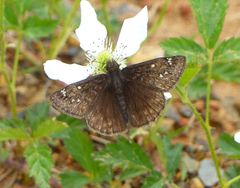 Erynnis juvenalis juvenalis
