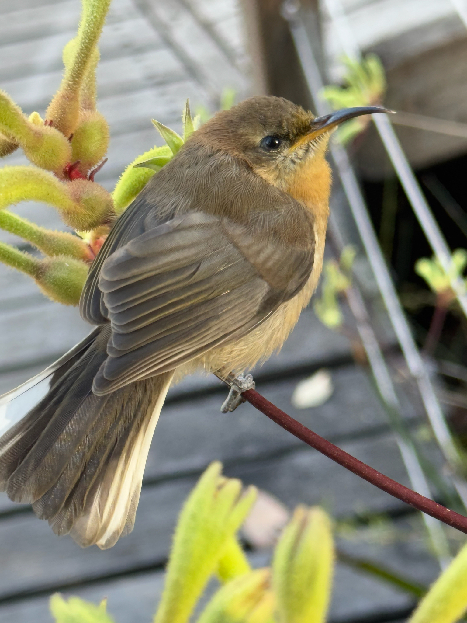 Western Spinebill (Acanthorhynchus superciliosus), photo 8