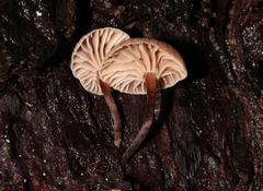Micromphale arbuticola