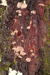 Micromphale arbuticola