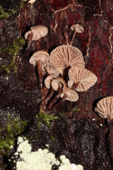 Micromphale arbuticola