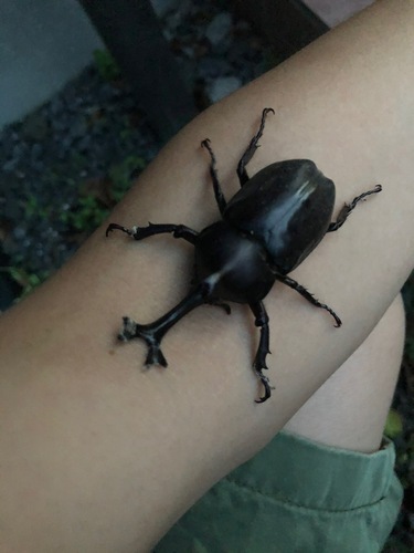 Trypoxylus dichotomus septentrionalis