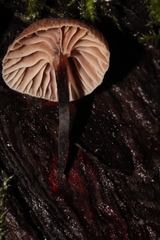 Micromphale arbuticola