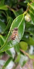 Eristalis cerealis