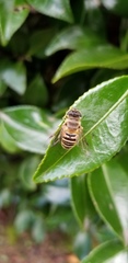 Eristalis cerealis