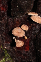 Micromphale arbuticola