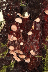Micromphale arbuticola
