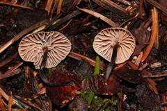 Micromphale arbuticola