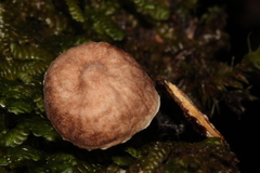 Micromphale arbuticola