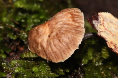 Micromphale arbuticola