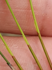 Netrostylis capillaris