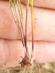 Netrostylis capillaris