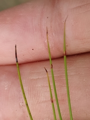 Netrostylis capillaris