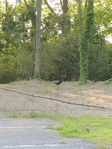 Green Pheasant