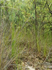 Netrostylis capillaris