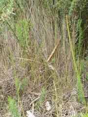 Netrostylis capillaris