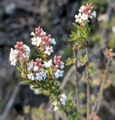 Leucopogon collinus