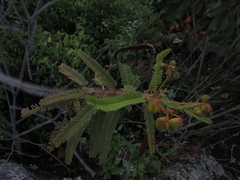 Senna mutisiana
