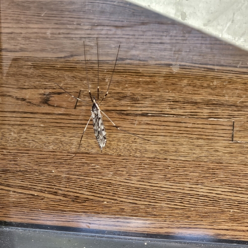 Unknown species found near West Meade, Nashville, TN 37205, USA