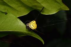 Gasteracantha dalyi