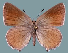 Callophrys affinis affinis