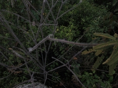 Senna mutisiana
