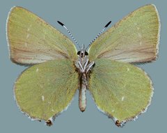 Callophrys affinis affinis