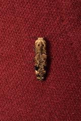 Cryptalaus alveolatus